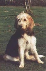 Otterhound