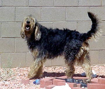 Otterhound