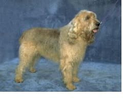 Otterhound