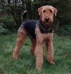 Otterhound