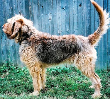 Otterhound