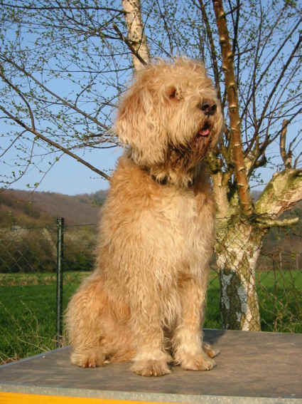 Otterhound
