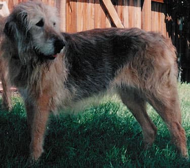 Otterhound