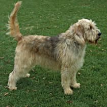Otterhound