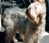 Otterhound
