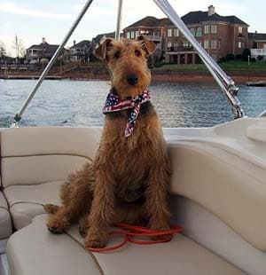 Otterhound