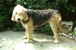 Otterhound