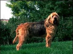 Otterhound