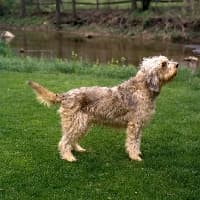 Otterhound