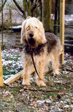 Otterhound