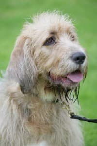 Otterhound