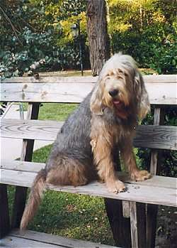 Otterhound