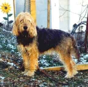Otterhound
