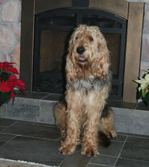 Otterhound