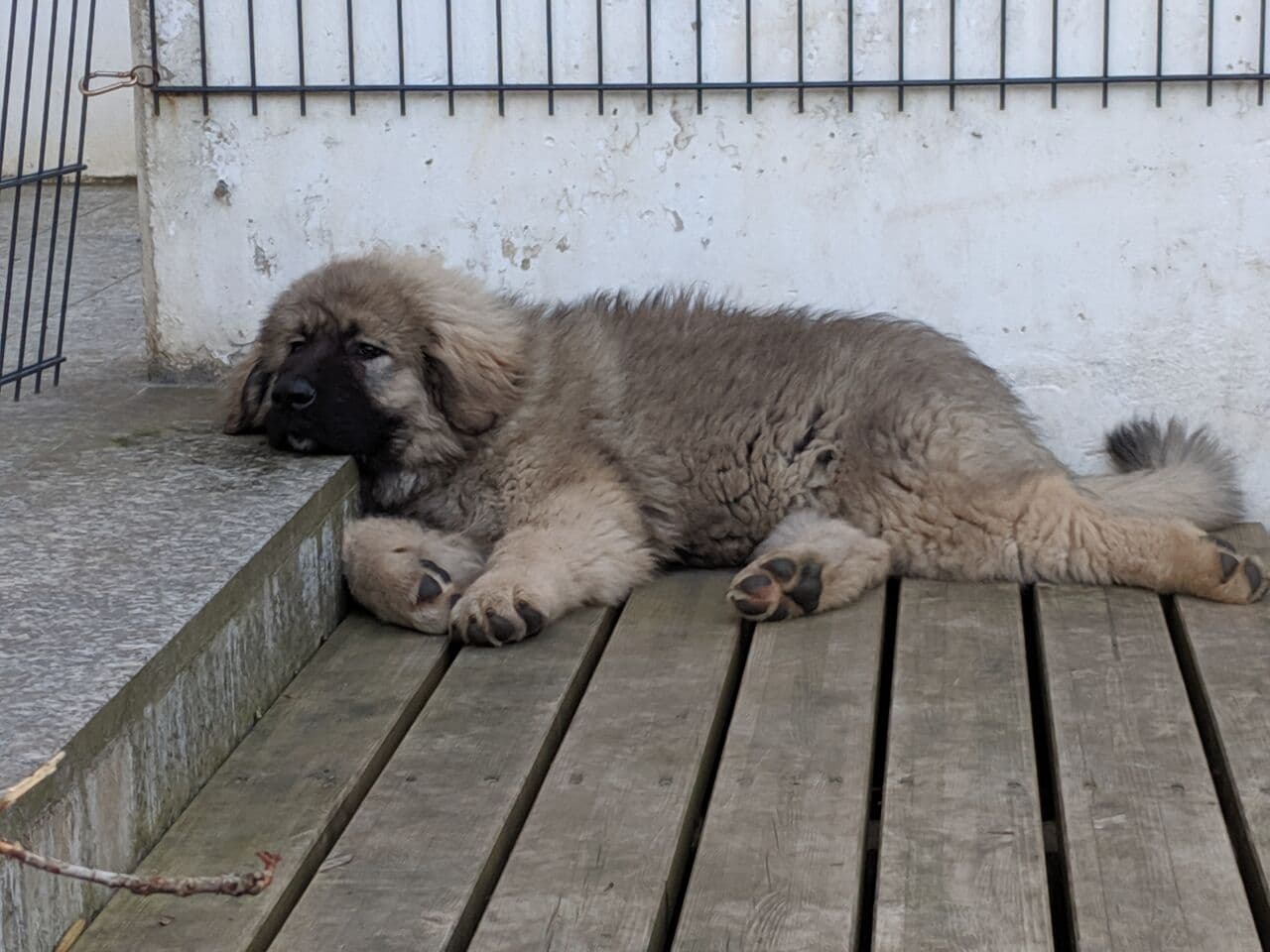 Caucasian Ovcharka