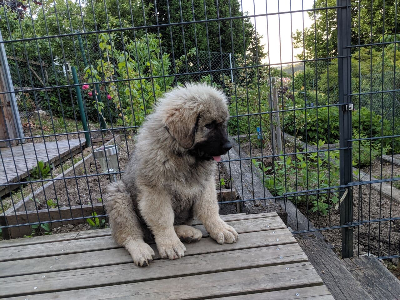 Caucasian Ovcharka