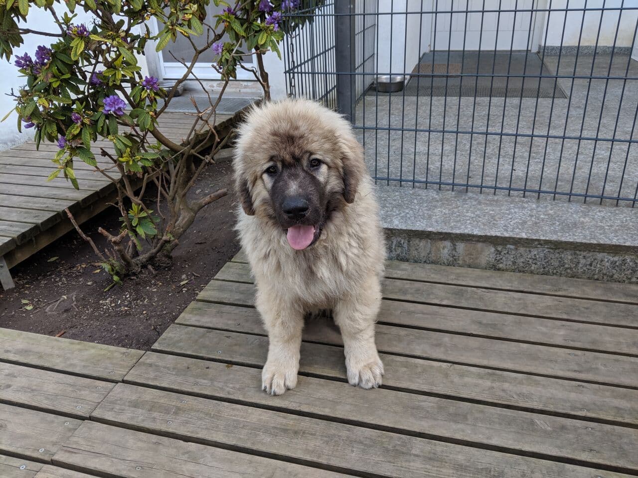 Caucasian Ovcharka