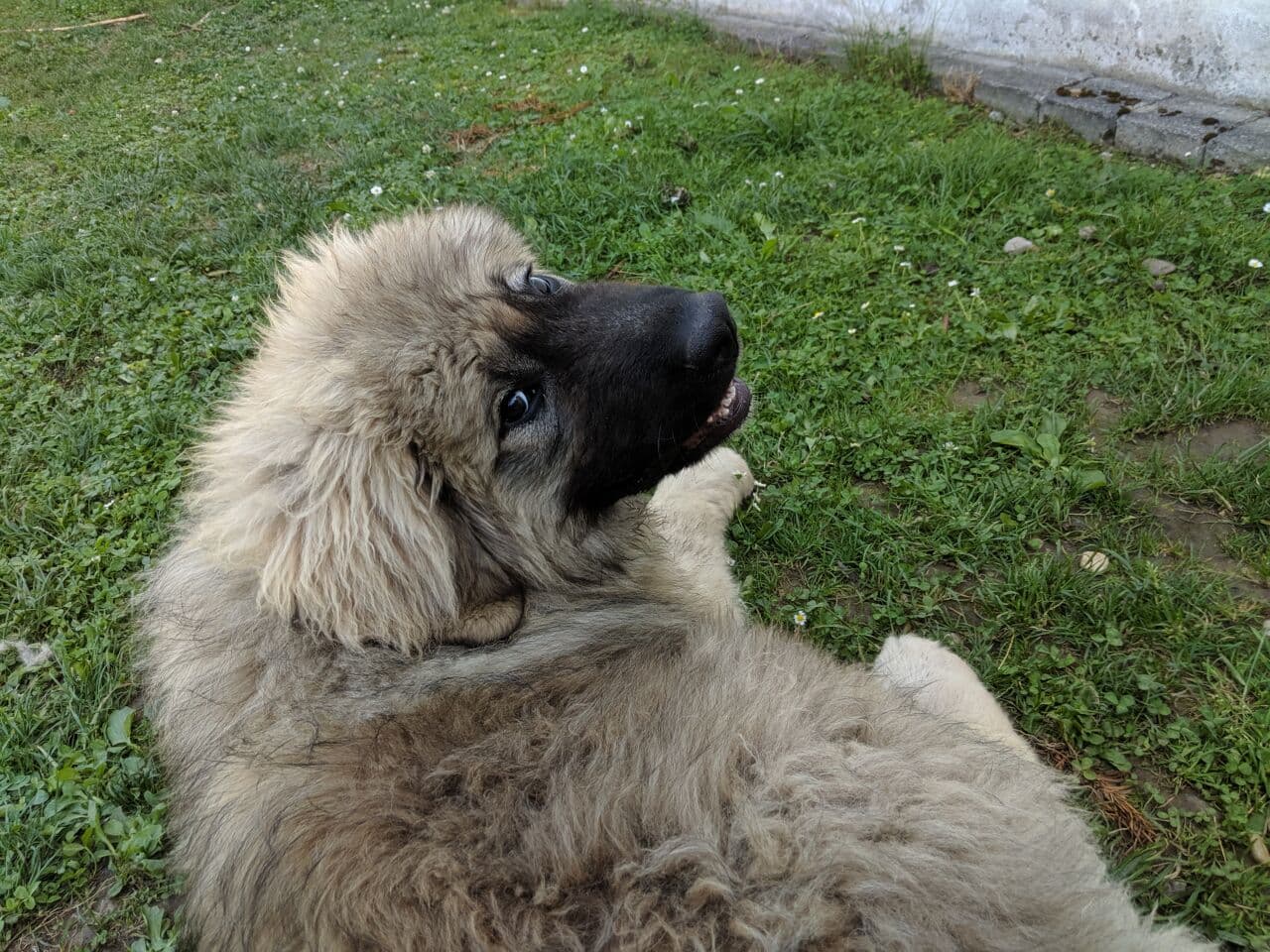Caucasian Ovcharka