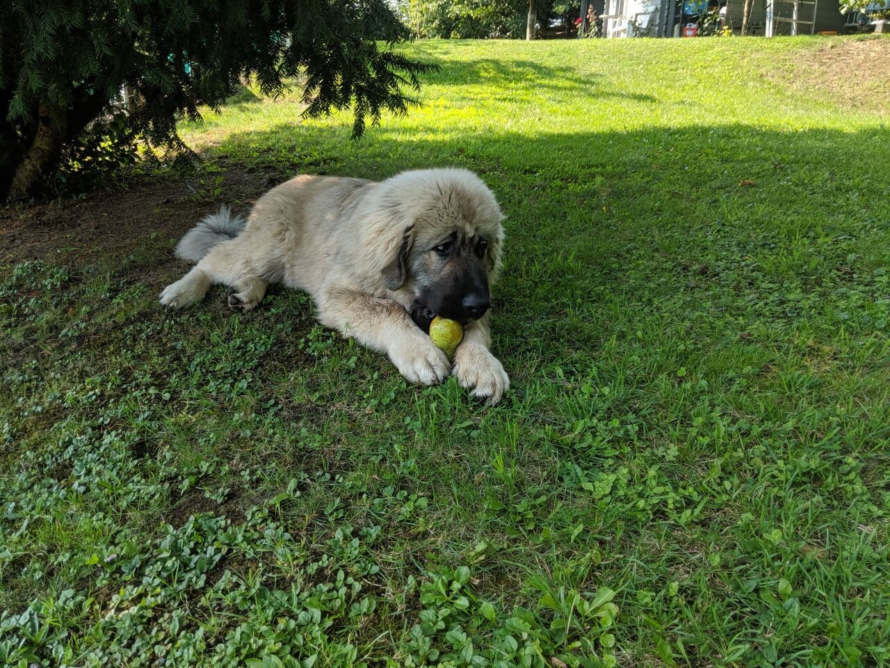 Caucasian Ovcharka