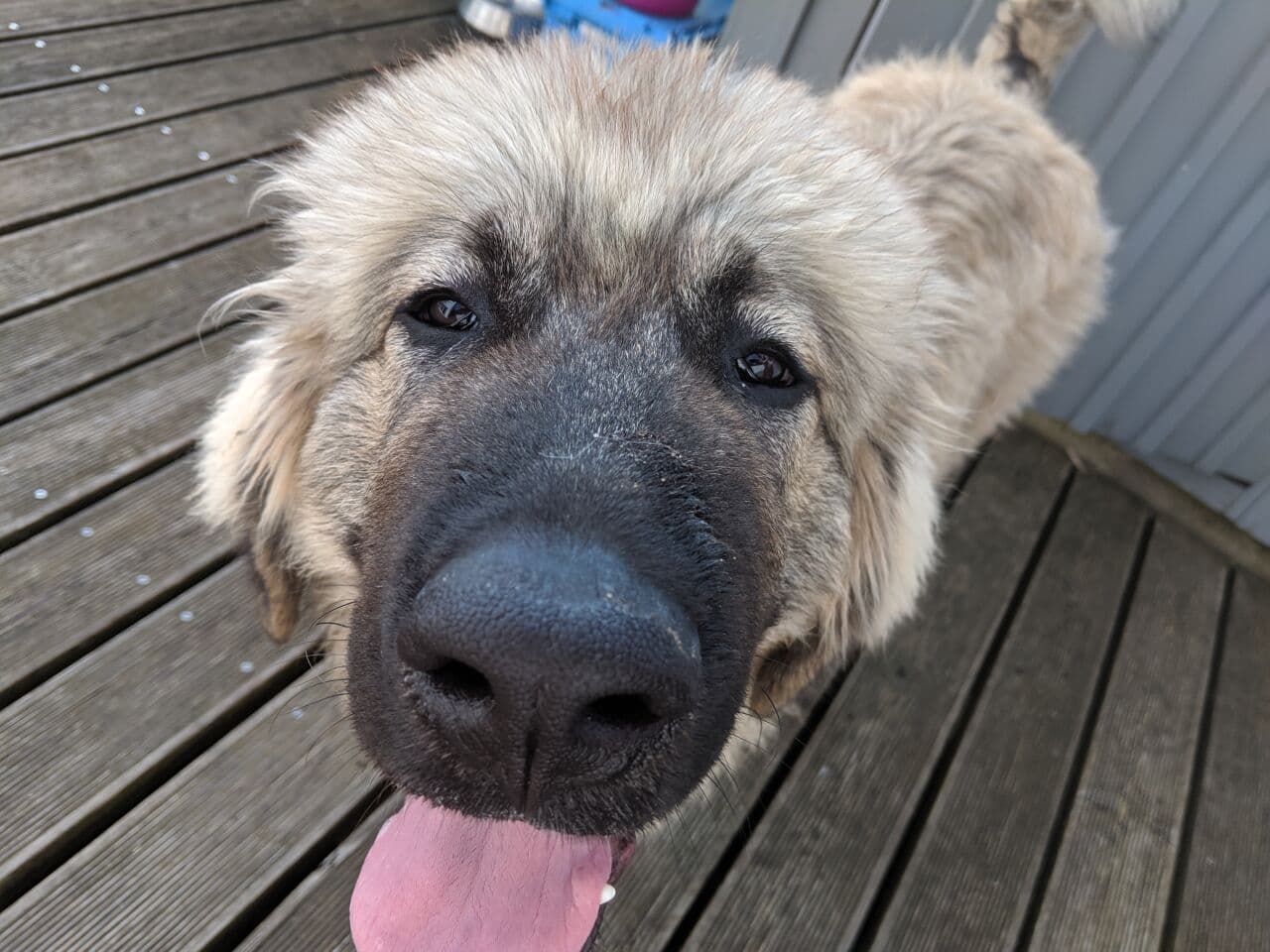 Caucasian Ovcharka