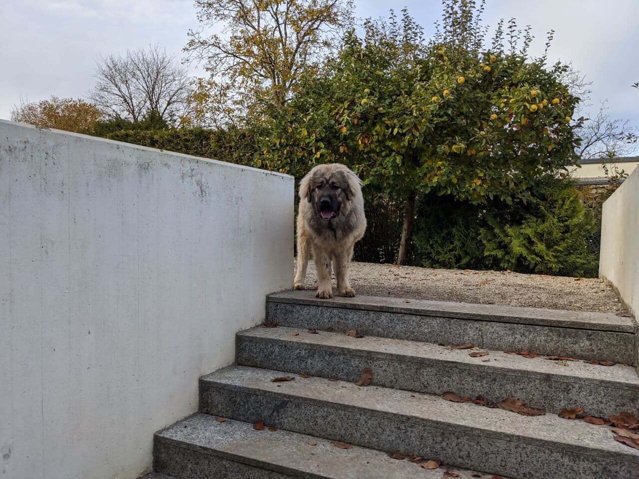 Caucasian Ovcharka