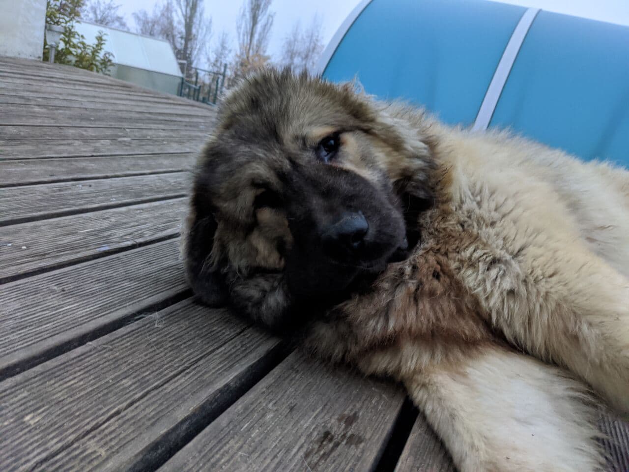 Caucasian Ovcharka