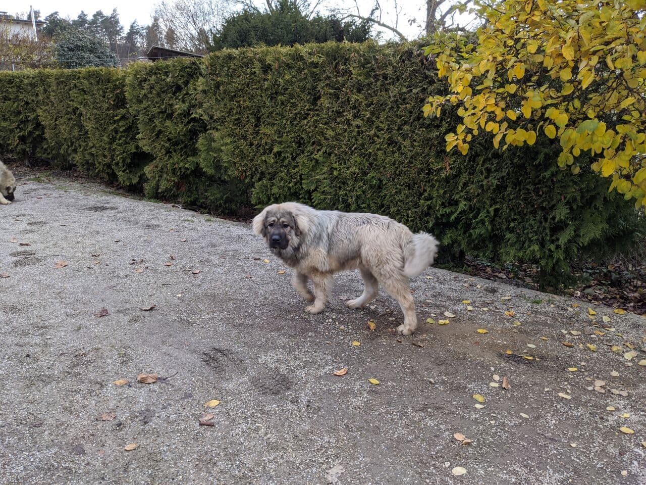 Caucasian Ovcharka