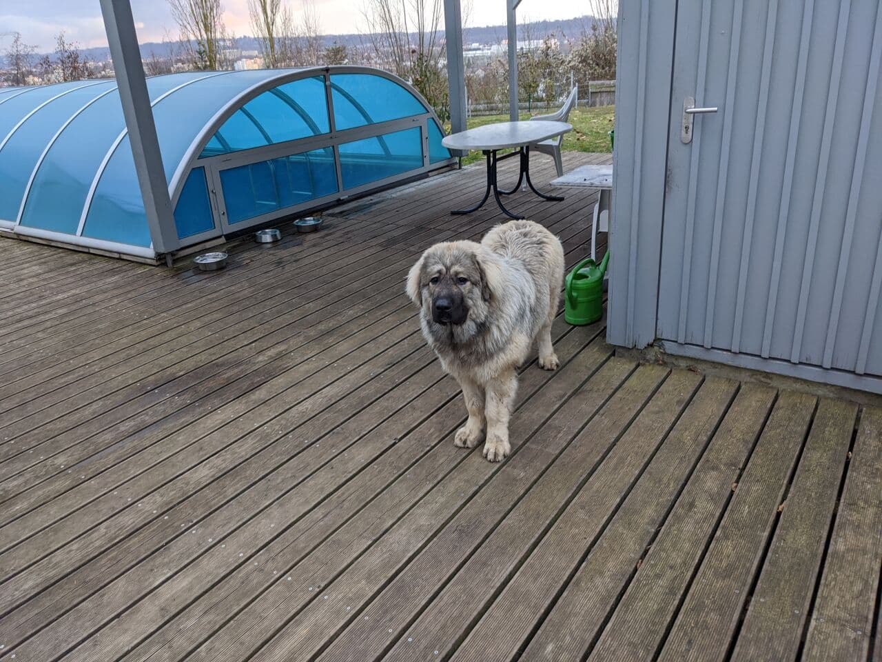 Caucasian Ovcharka
