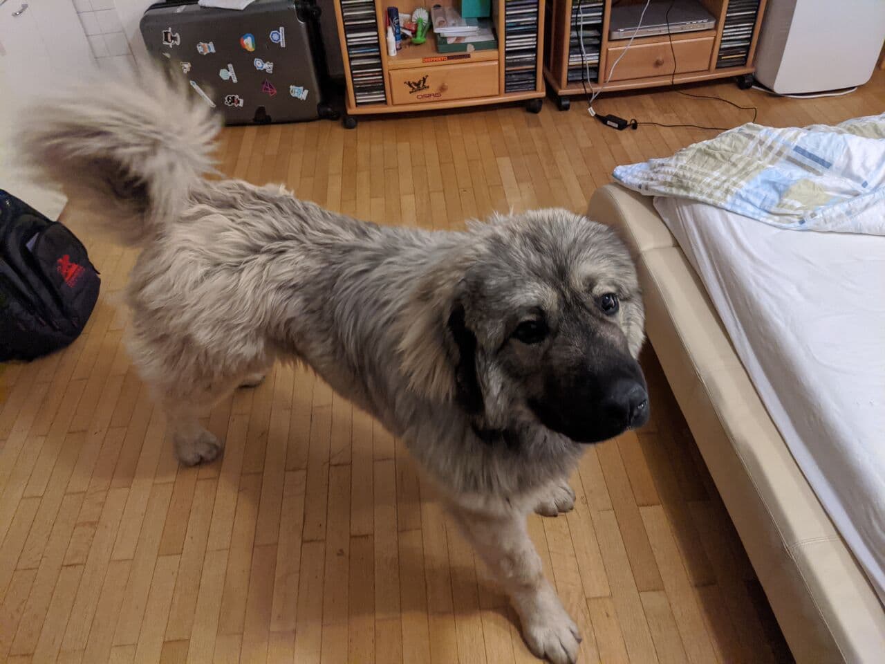 Caucasian Ovcharka