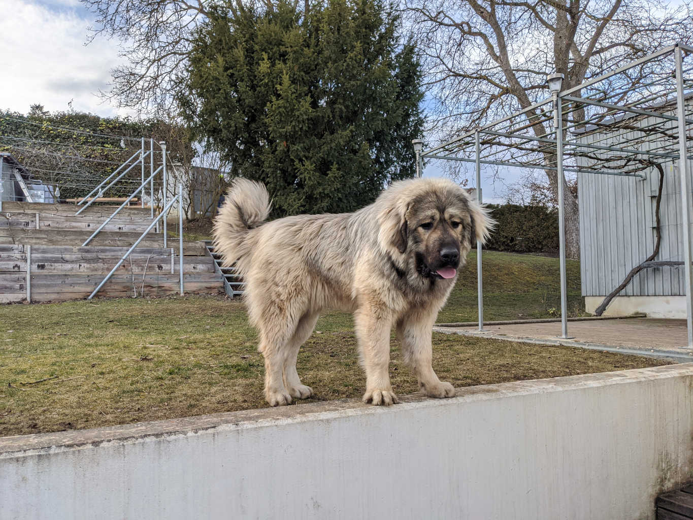 Caucasian Ovcharka