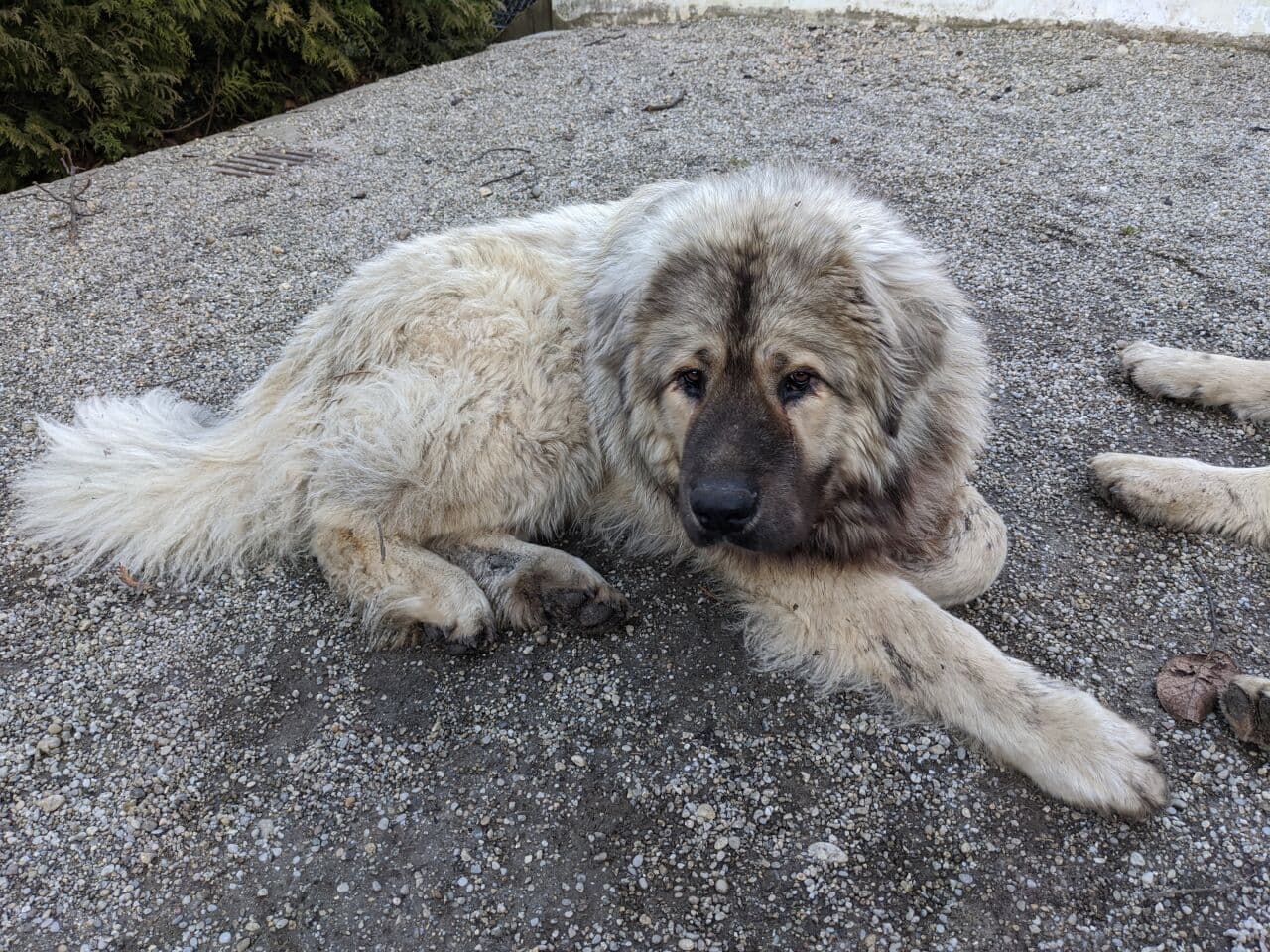 Caucasian Ovcharka