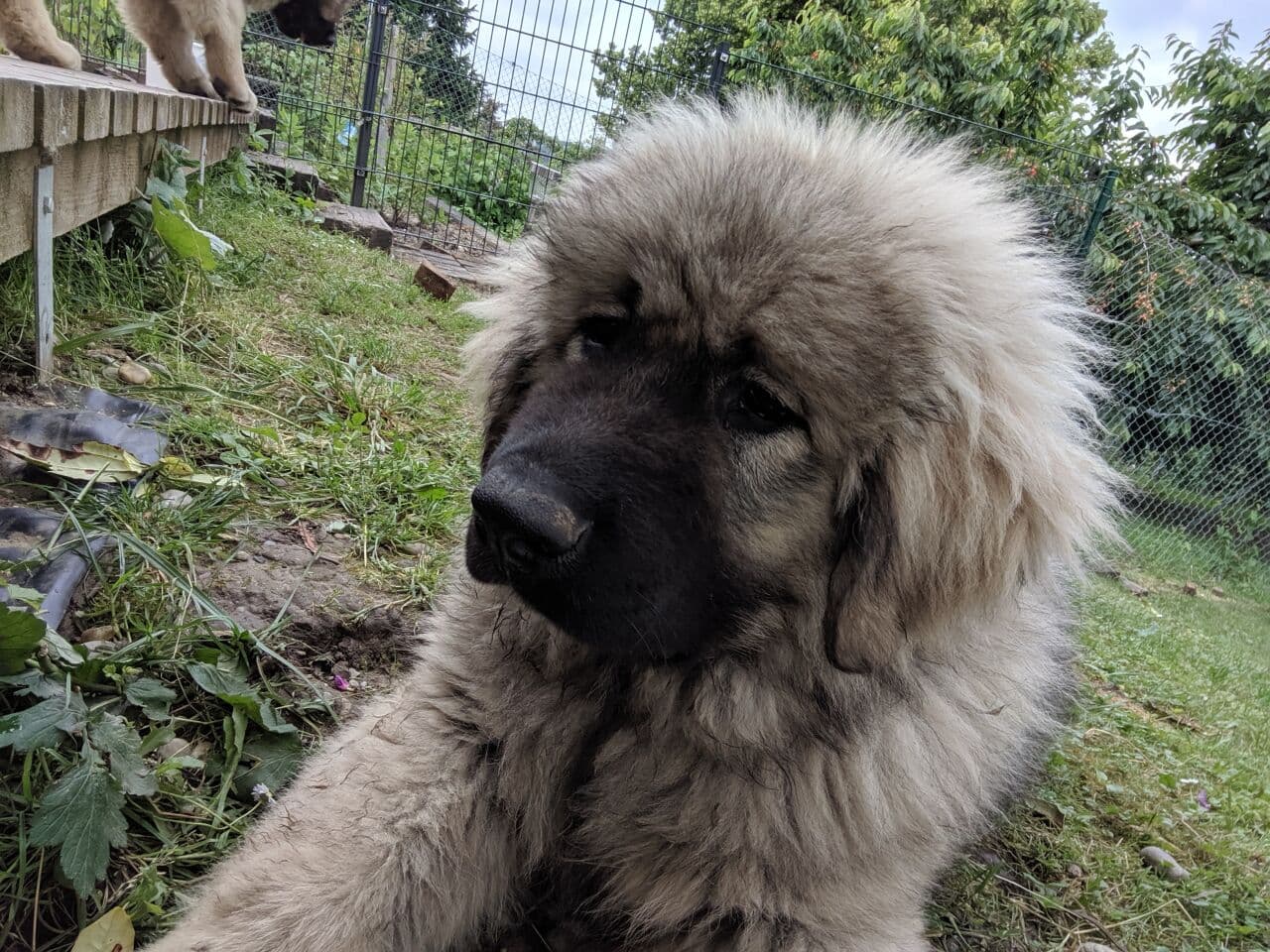Caucasian Ovcharka