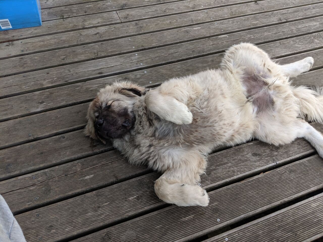 Caucasian Ovcharka