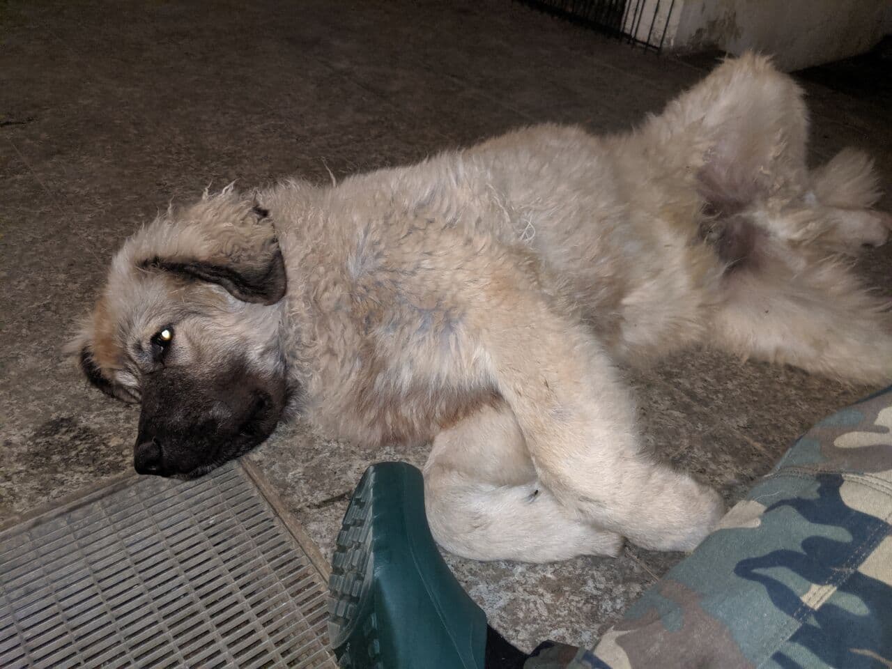 Caucasian Ovcharka