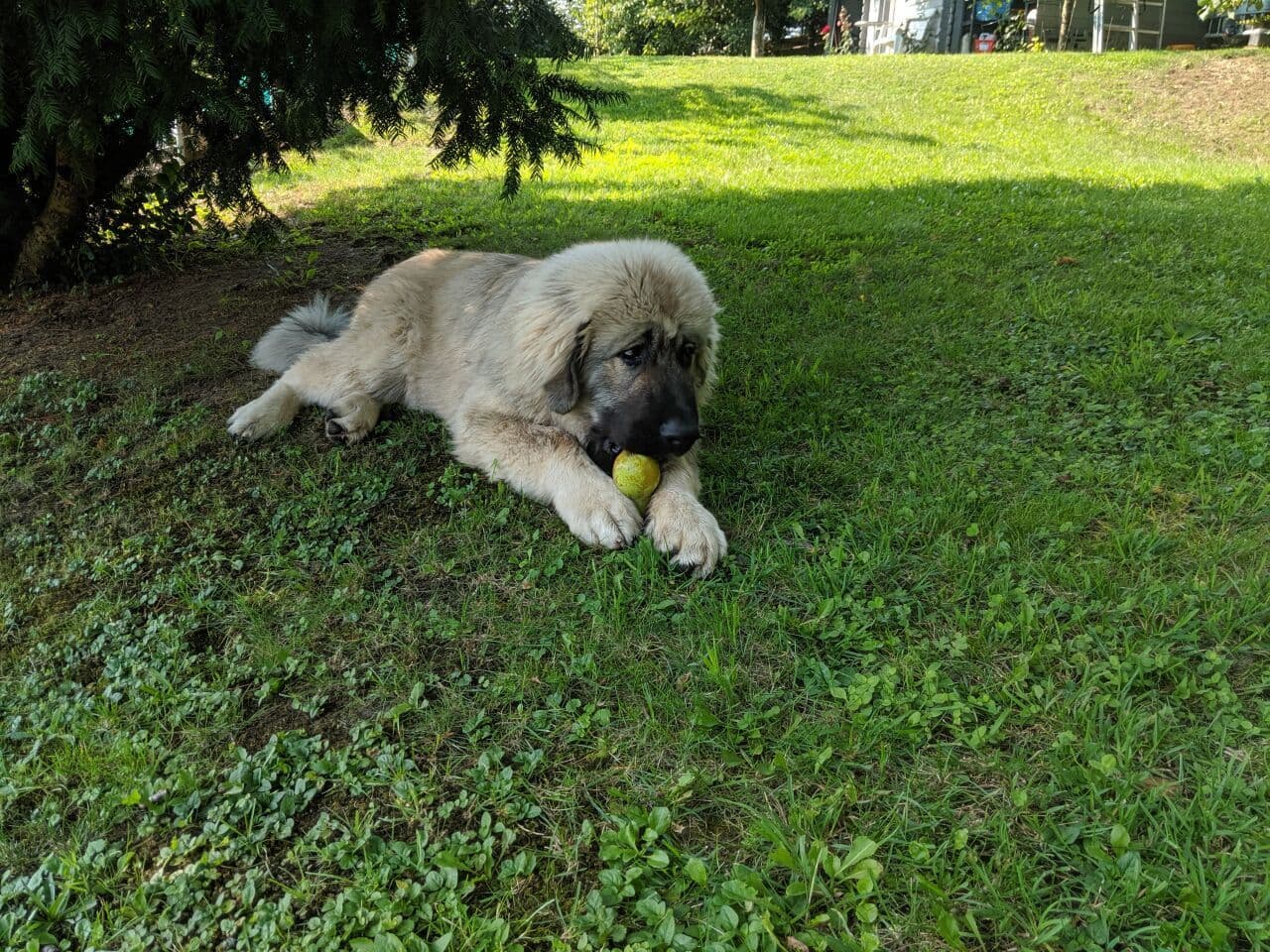 Caucasian Ovcharka