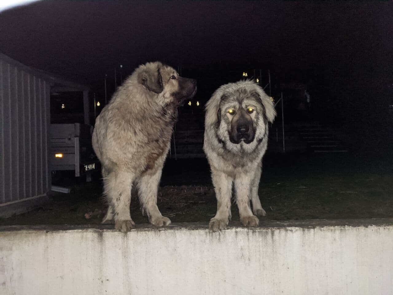 Caucasian Ovcharka