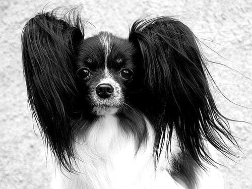 Papillon