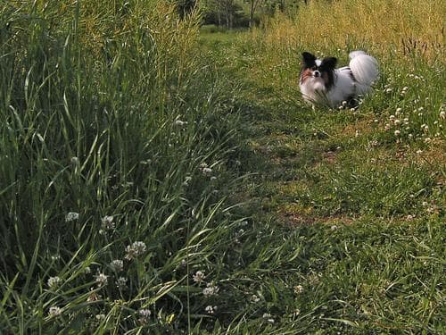 Papillon