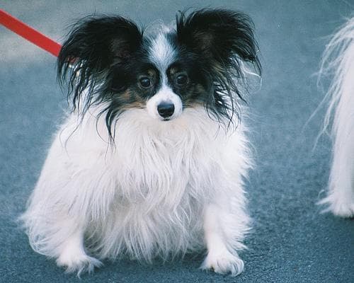 Papillon