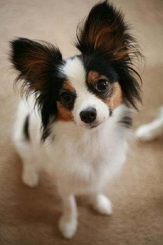 Papillon
