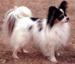 Papillon