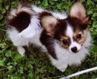 Papillon