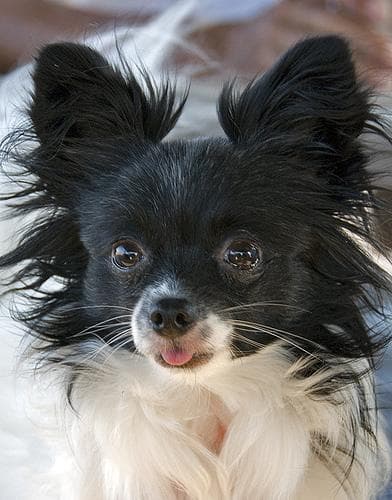 Papillon