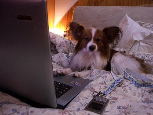 Papillon