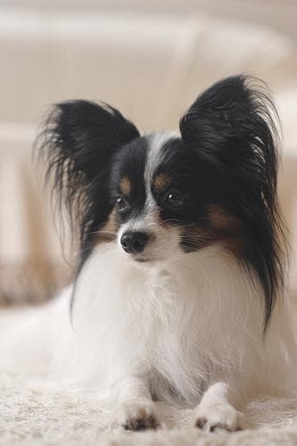 Papillon