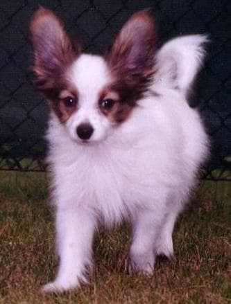 Papillon