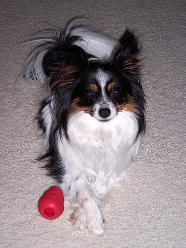 Papillon