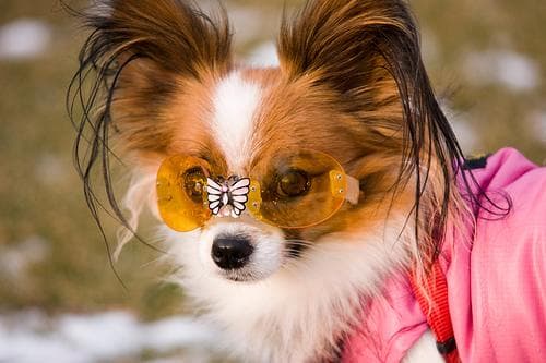 Papillon