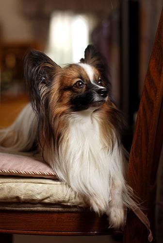 Papillon