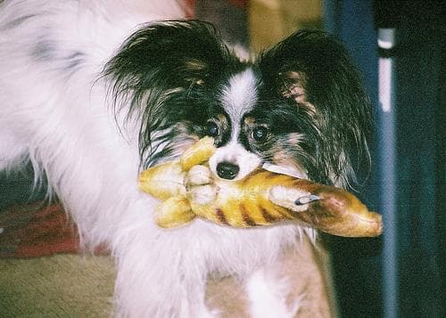 Papillon